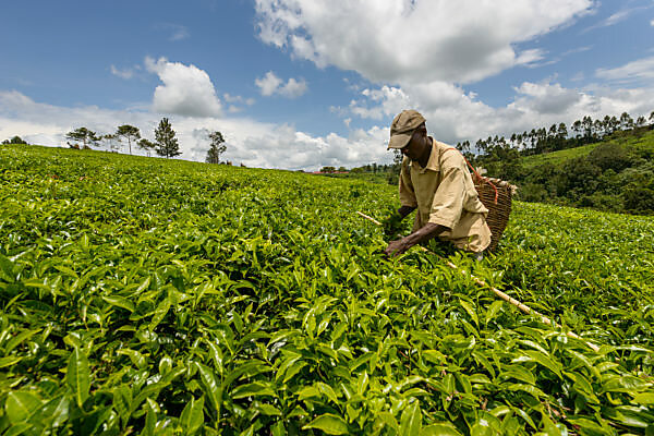 Tea terraces in the southern highlands near Mbeya